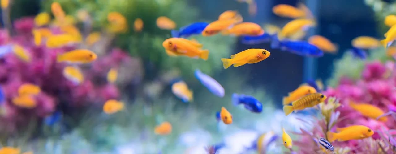 Jakie rybki dla dziecka? 5 najlepszych gatunków i korzyści